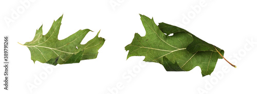 Set of dried oak leaves