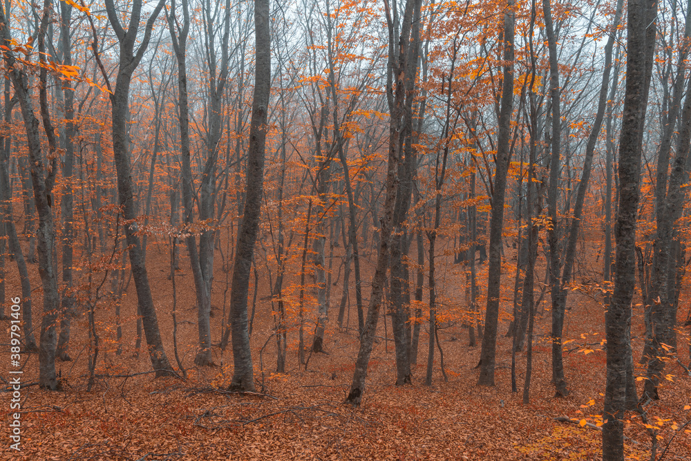 Fototapeta premium Foggy yellow autumn forest landscape