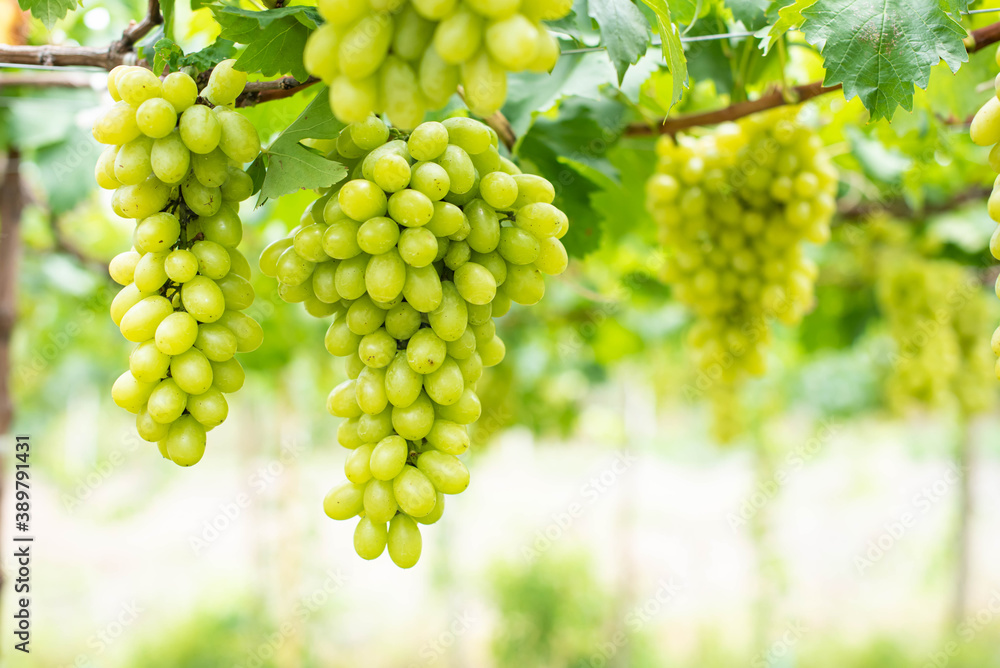 Green grapes on the vine in the vineyard. Vine and bunch of white grapes in garden the vineyard. grape farm in the north of Thailand. Green grapes on the vine in the vineyard. Vine and bunch of white grapes in garden the vineyard. grape farm in the north of Thailand.