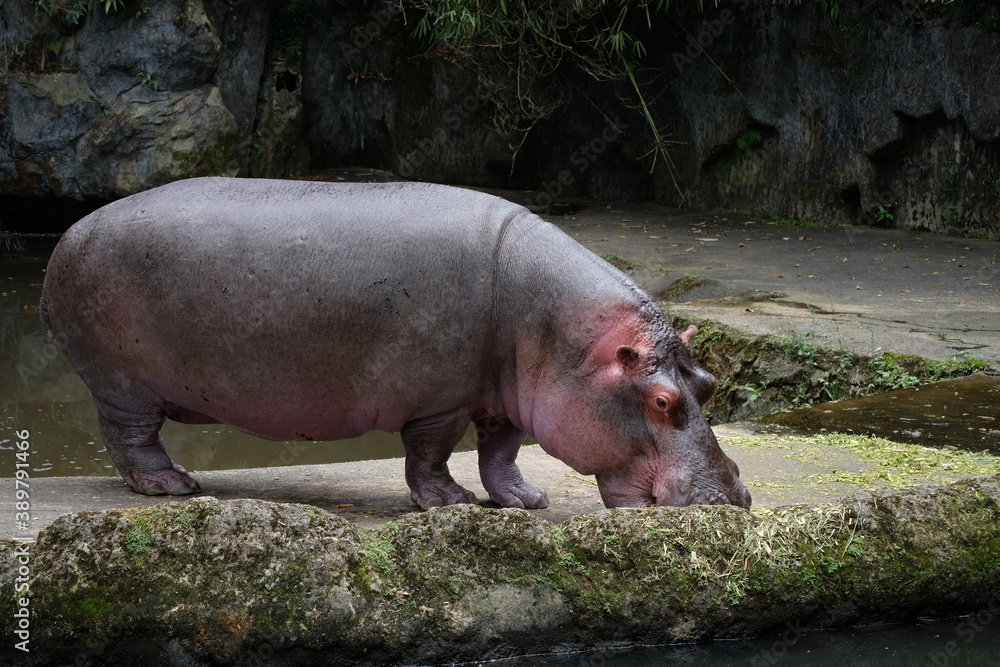 hippopotamus in the zoo hippopotamus in the zoo