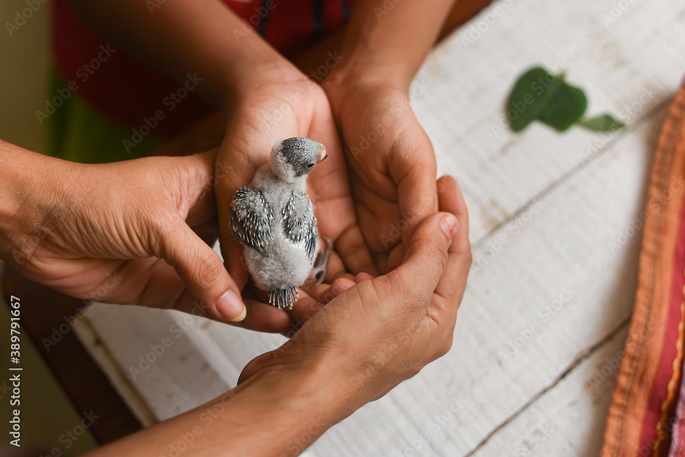 Taking care, feeding pet bird budgie chick  with hand or baby love bird in caring human hand pet house Kerala , India . kid taming, playing small birdie, giving food for eating.  Mother child relation
