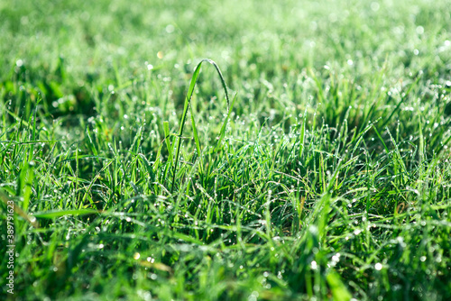 This ImNATURAL BACKGROUND OF GREEN 
GRASS WITH A BLURY BACKGROUNDage uses a Photoshop Action created by PhotoStockSecrets photo