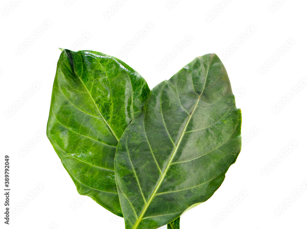 Obraz premium Green leaf isolated on white background.