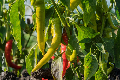 Red and green chilli peppers on farm close up shot