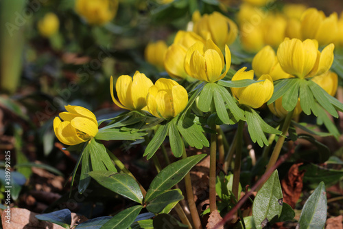 Obraz na plátne Closeup of yellow winter aconite flowers, taken in Germany