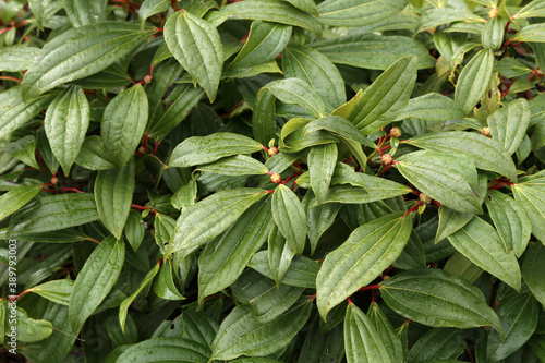 Closeup shot of dewdrops on the leaves of a viburnum davidii plant photo