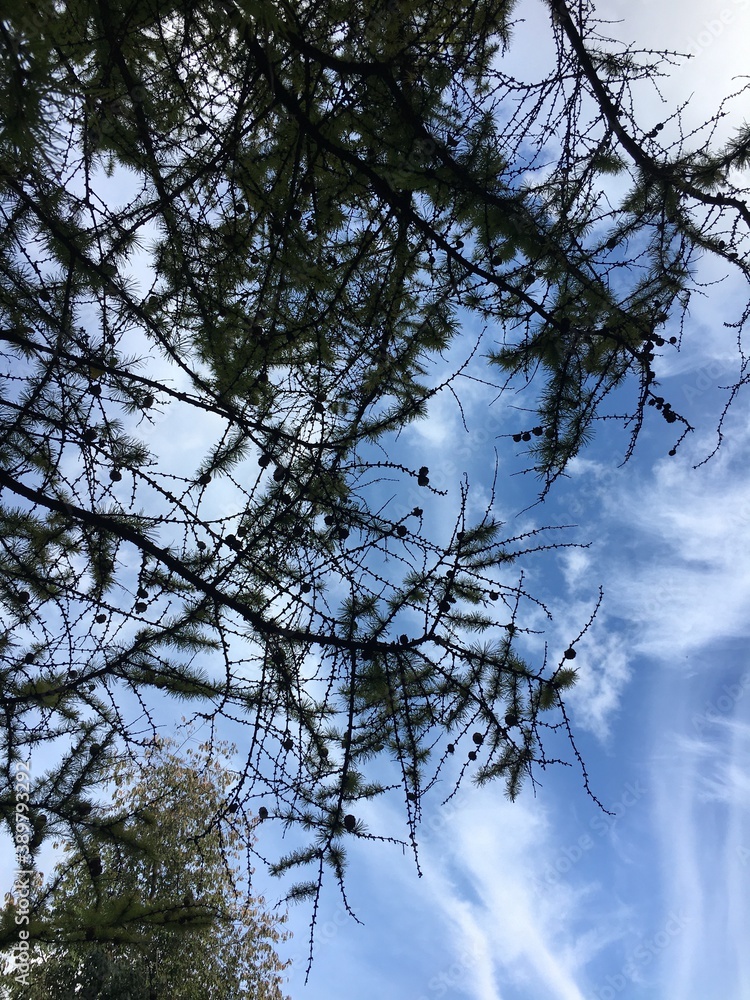 Obraz premium trees and sky