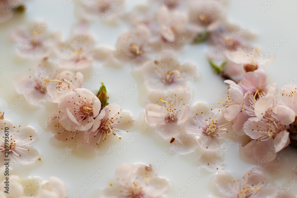 Pink apricot flowers in a milk bath. Spa body and skin care. Fragrant relaxation treatments. Trend sensory Pink apricot flowers in a milk bath. Spa body and skin care. Fragrant relaxation treatments. Trend sensory