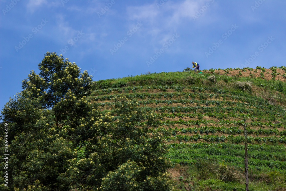 The farmer is gardening on the hilltop against the clear sky background. a vegetable garden on the slopes of Mount Sumbing, Indonesia. natural landscape with a minimalist concept