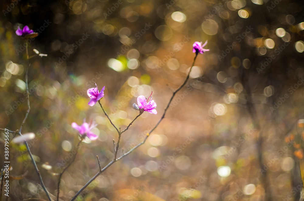 Fototapeta premium Spring blooming rhododendron blooms in the fall due to warmer fall temperatures. Climate change/global warming concept