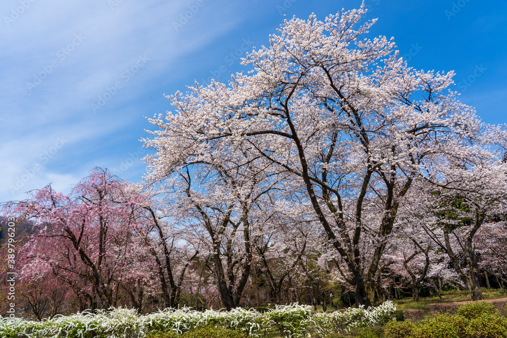 桜が咲き、草木が芽吹く里山の春