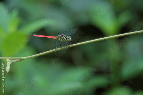 Lathrecista asiatica, the asiatic blood tail, is a species of dragonfly in the family Libellulidae photo