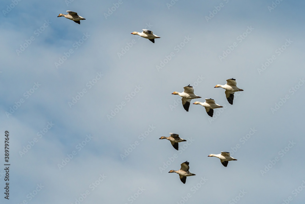 a flock of snow geese flew over under cloudy blue sky 
