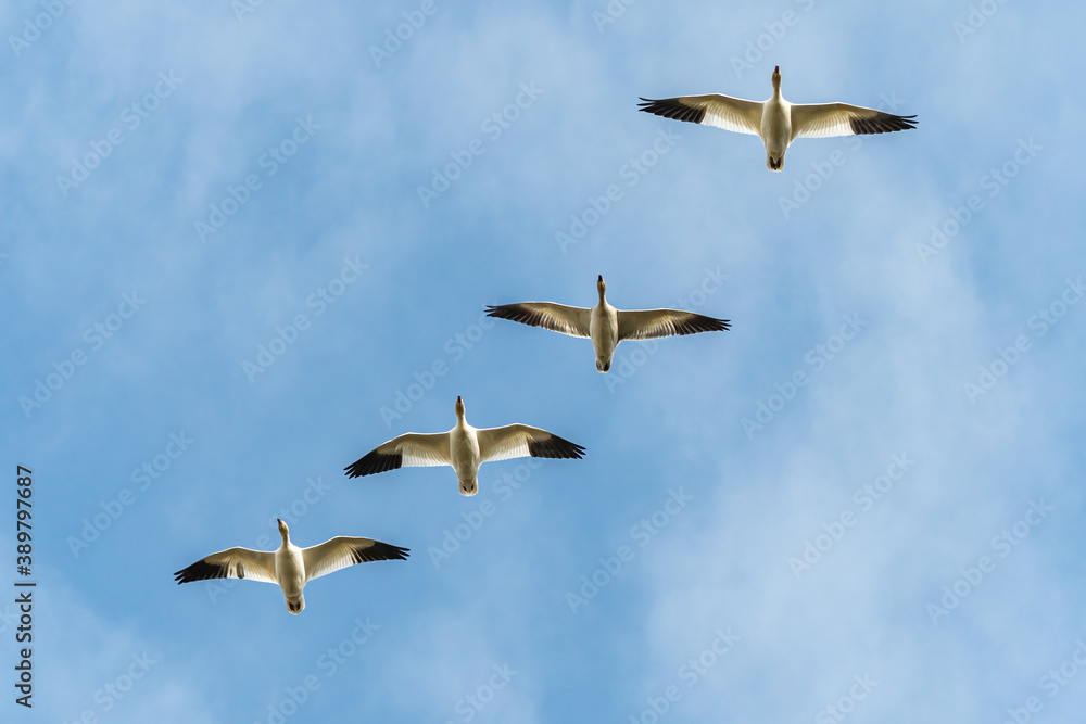Obraz premium a flock of beautiful snow geese flew over head under cloudy blue sky