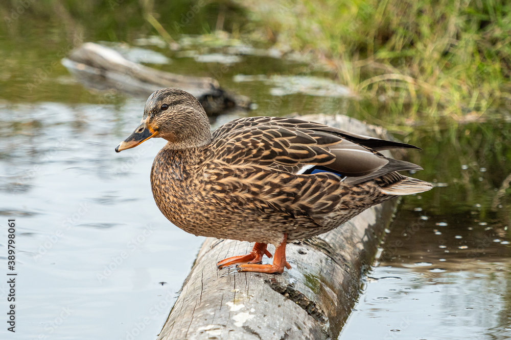 one female duck resting on the tree trunk floating on top of the waterway by the grassland one female duck resting on the tree trunk floating on top of the waterway by the grassland