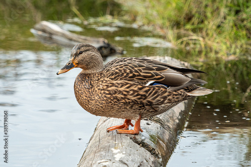 one female duck resting on the tree trunk floating on top of the waterway by the grassland