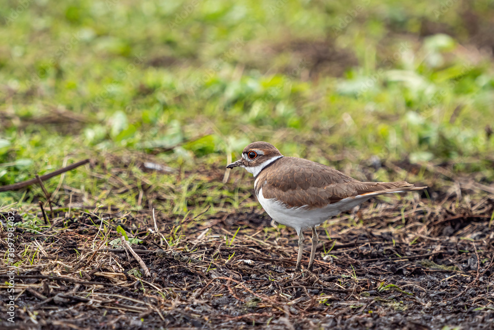 one beautiful killdeer bird walking on the soil on the farm searching for its meal one beautiful killdeer bird walking on the soil on the farm searching for its meal