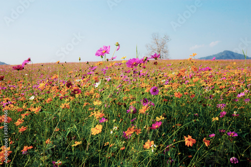 Cosmos on field with blue sky. © RK1919