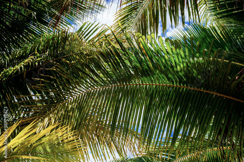 Wallpaper Mural Palm leaves with background. Torontodigital.ca