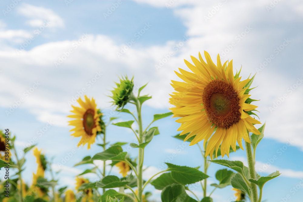 Sunflower with blue sky in winter. Sunflower with blue sky in winter.