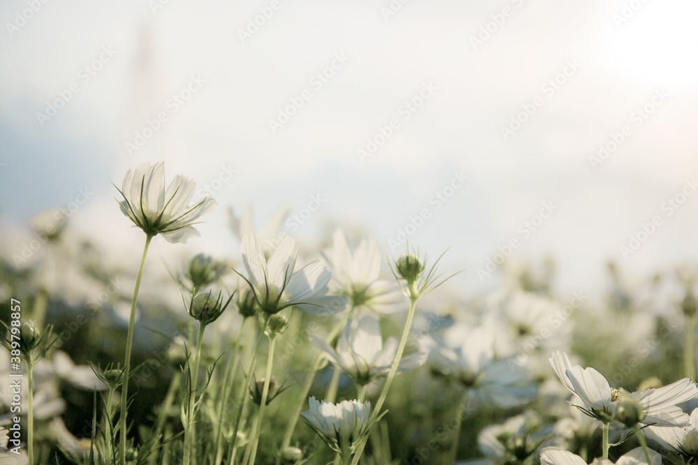 White cosmos with sky.