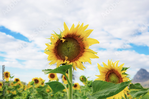 Sunflower with sky in summer.