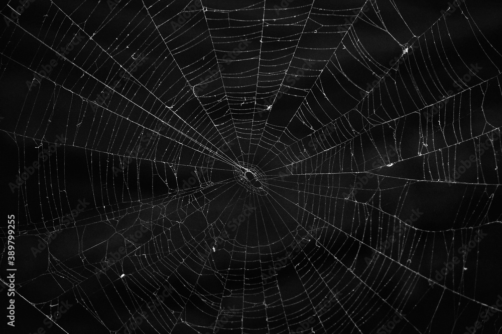Spooky spider web (cobweb) on dark background