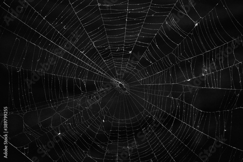 Spooky spider web (cobweb) on dark background