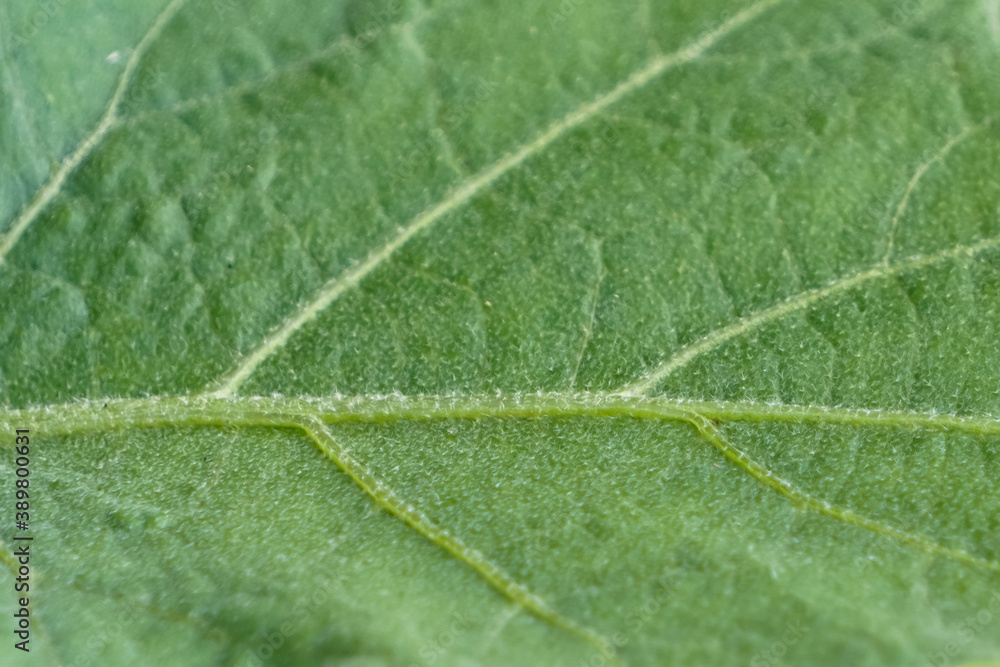 Close up of the pattern on the green leaf. Close up of the pattern on the green leaf.