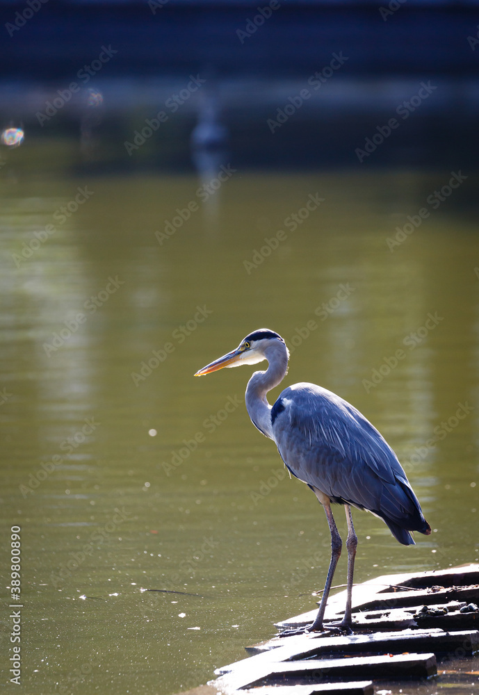 Naklejka premium Gray heron near to the water