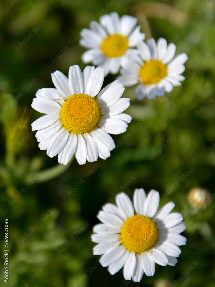Fresh chamomiles on green grass background in sun rays. Wild field with delicate pure flowers in sunshine Fresh chamomiles on green grass background in sun rays. Wild field with delicate pure flowers in sunshine
