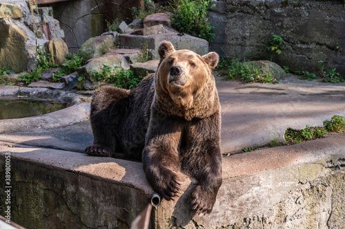 Large brown bear lies on rocks at zoo, horizontal orientation, close up