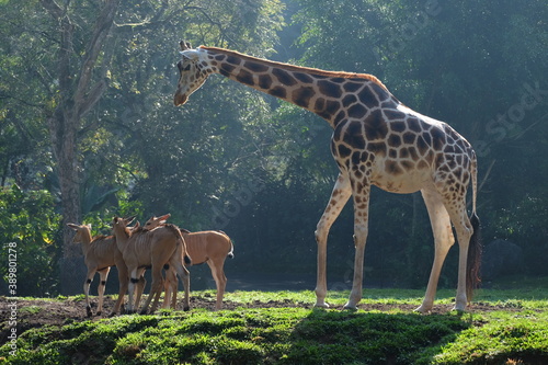 Canvas Print giraffe and deers in the savannah