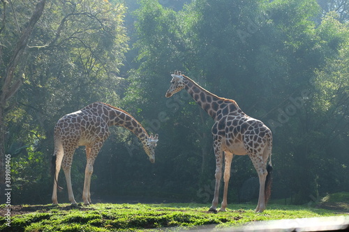 giraffe in the zoo