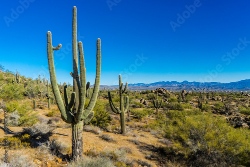 Saguaros in the Sonoran desert of Arizona