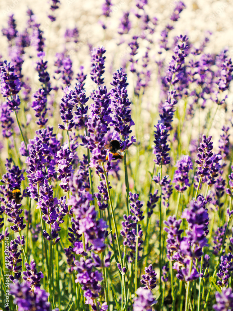 Naklejka premium lavender flowers in the garden