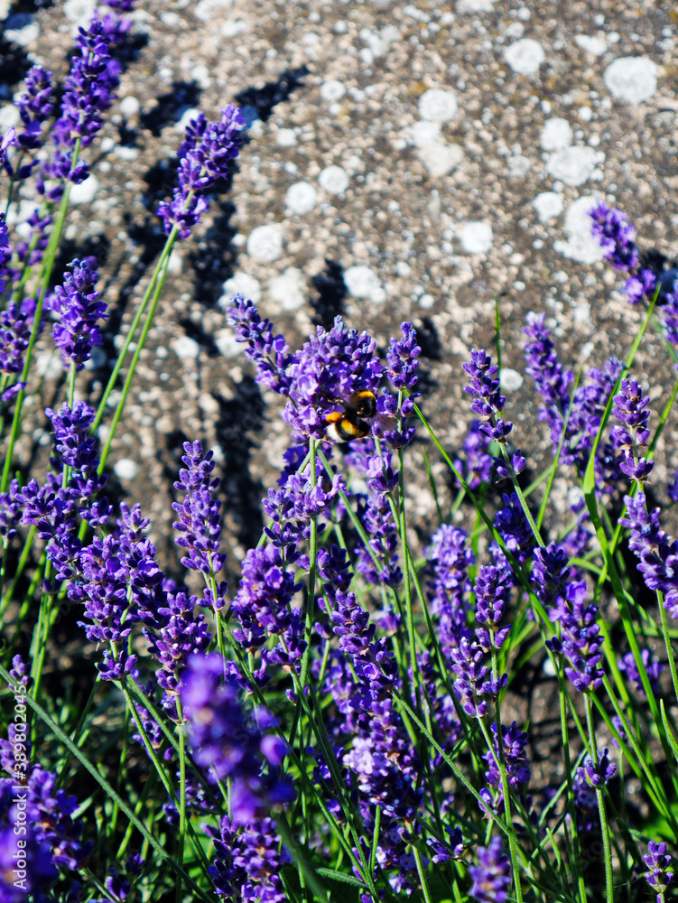 flowers in the garden flowers in the garden