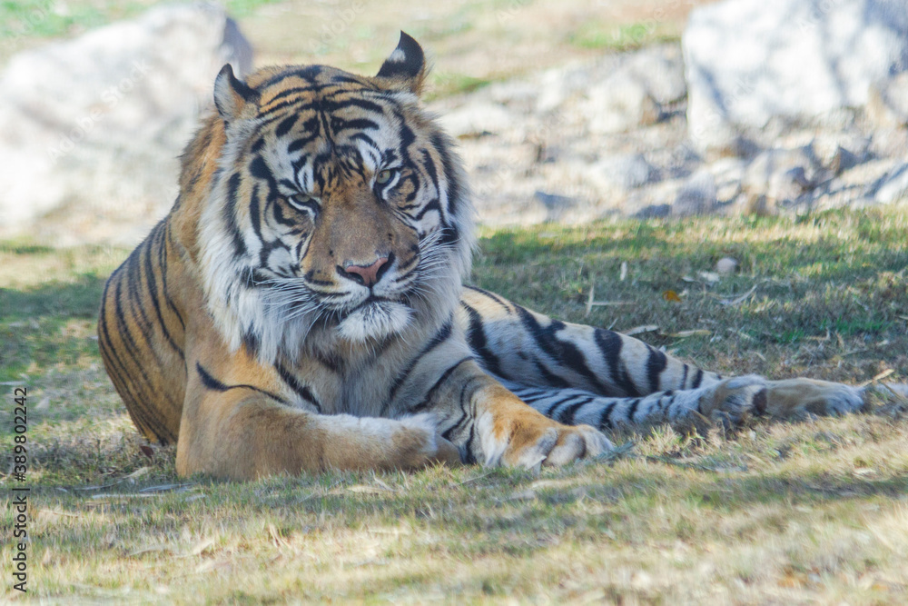 Obraz premium A Sumatran tiger taking it easy