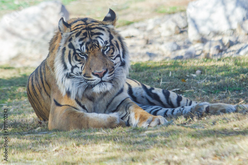 A Sumatran tiger taking it easy