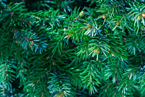 Green evergreen background.