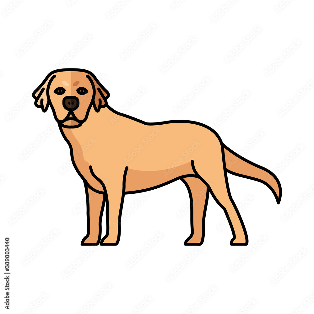 Fototapeta premium golden retriever dog pet mascot breed character