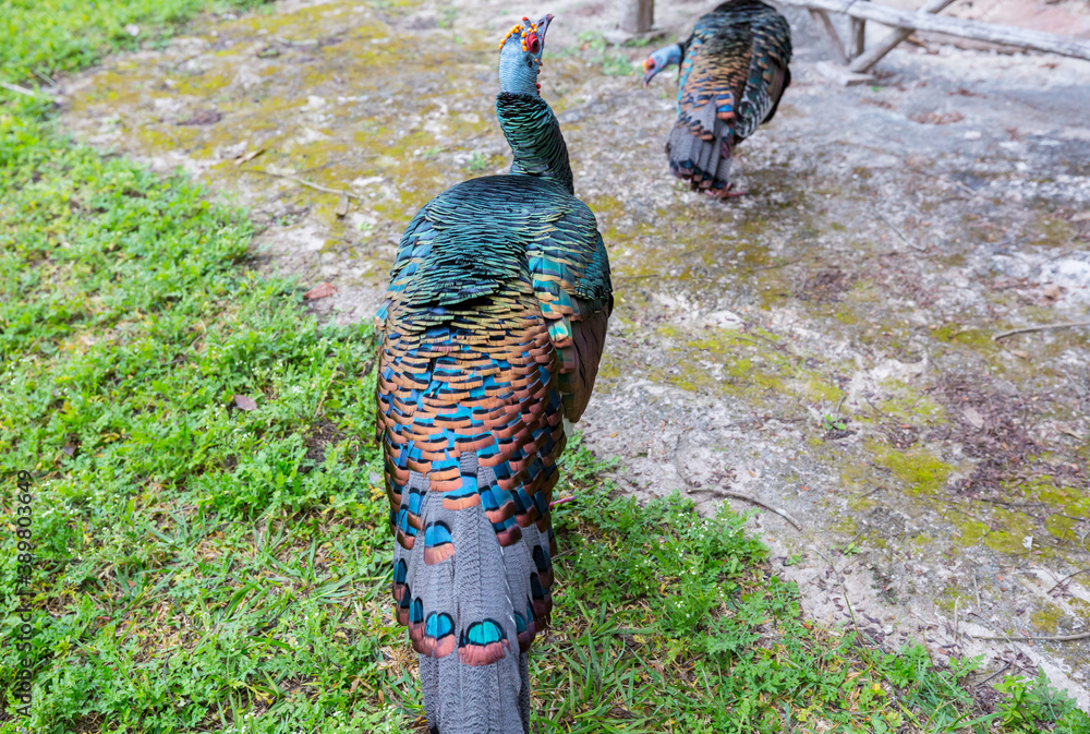 Obraz premium Turkey in Guatemala