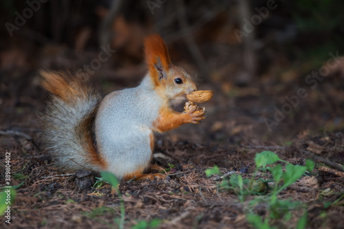 Cute squirrel eating nuts in the Park. Squirrel with fluffy tail close-up holding a nut, blurred background.