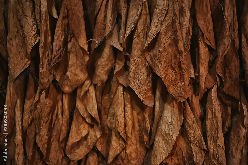 background texture tobacco leaves dry, yellow leaves for smoking, production of cigars, tobacco factory - obrazy, fototapety, plakaty 