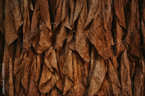 Photography background texture tobacco leaves dry, yellow leaves for smoking, production of