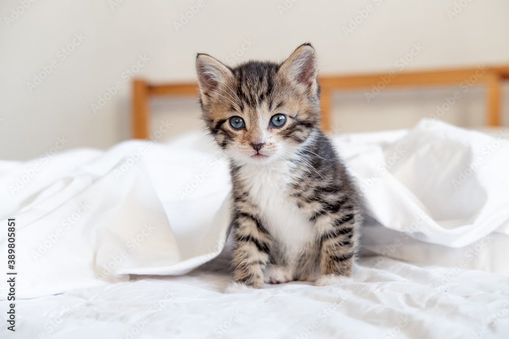 Small striped kitten sitting on bed white light blanket. Concept of domestic adorable pets.