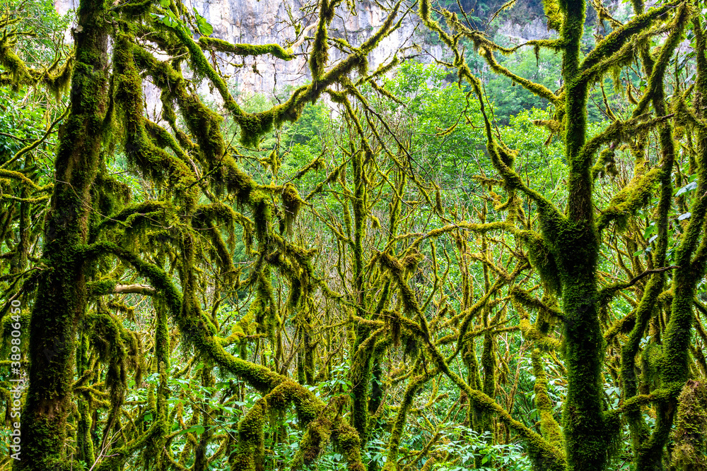 Fototapeta premium Relict boxwood forest, a historical conservation Park, in a mountain canyon .