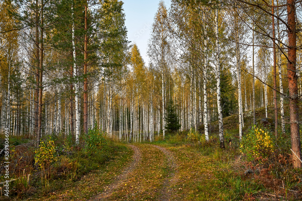Beautiful forest scenery in autumn Beautiful forest scenery in autumn