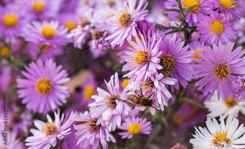 a bee sits on a small Aster September, autumn collects nectar © Irina