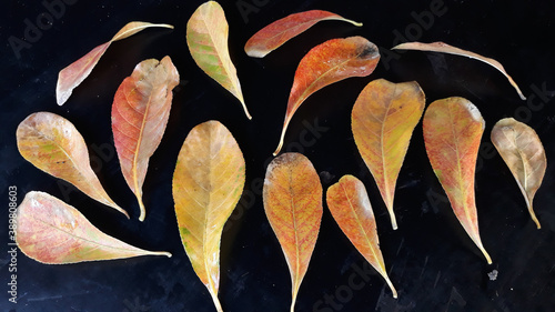 Dry leaves And black background